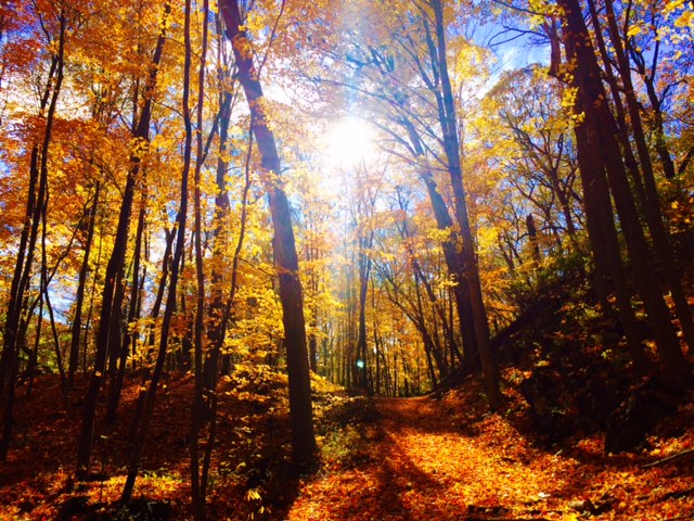 manitou-preserve-woods